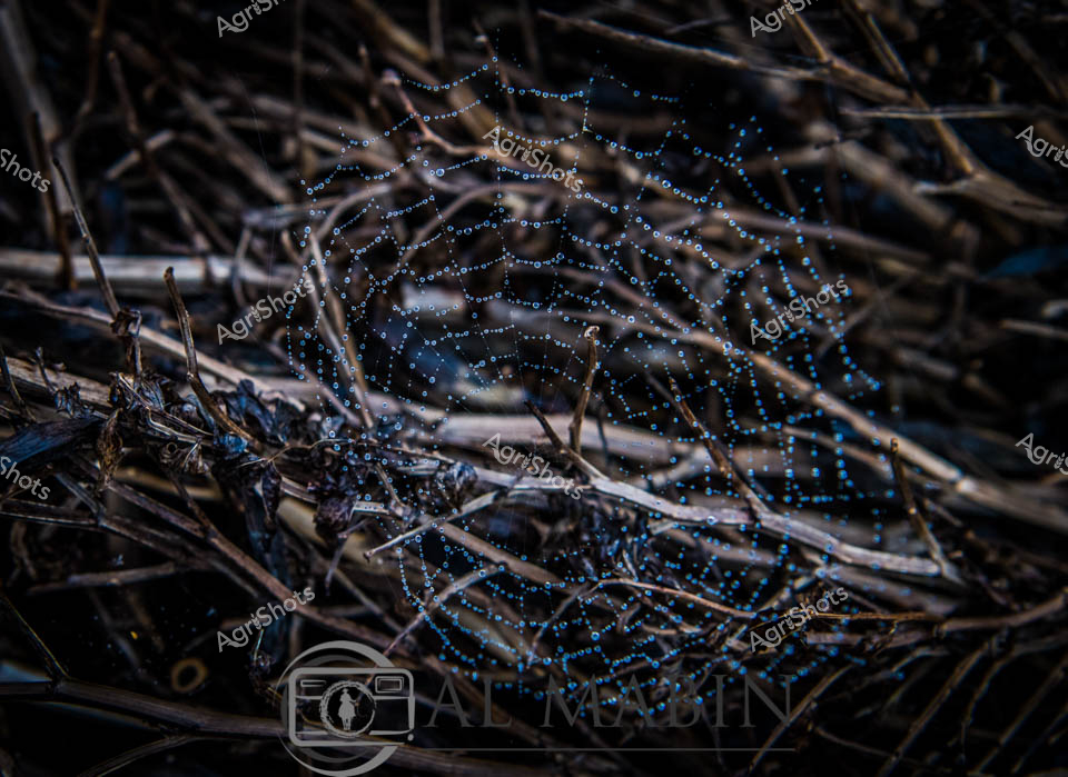 Intricate spider webs adorned with dewdrops create a mesmerizing natural display among dried vegetation in a Western Australian canola crop field. The delicate webs catch morning moisture, transforming into glistening jeweled patterns that stretch between brown stalks and stubble. This captivating scene showcases the intricate beauty found within agricultural landscapes, where nature's artistry emerges in the quiet spaces between farming seasons.