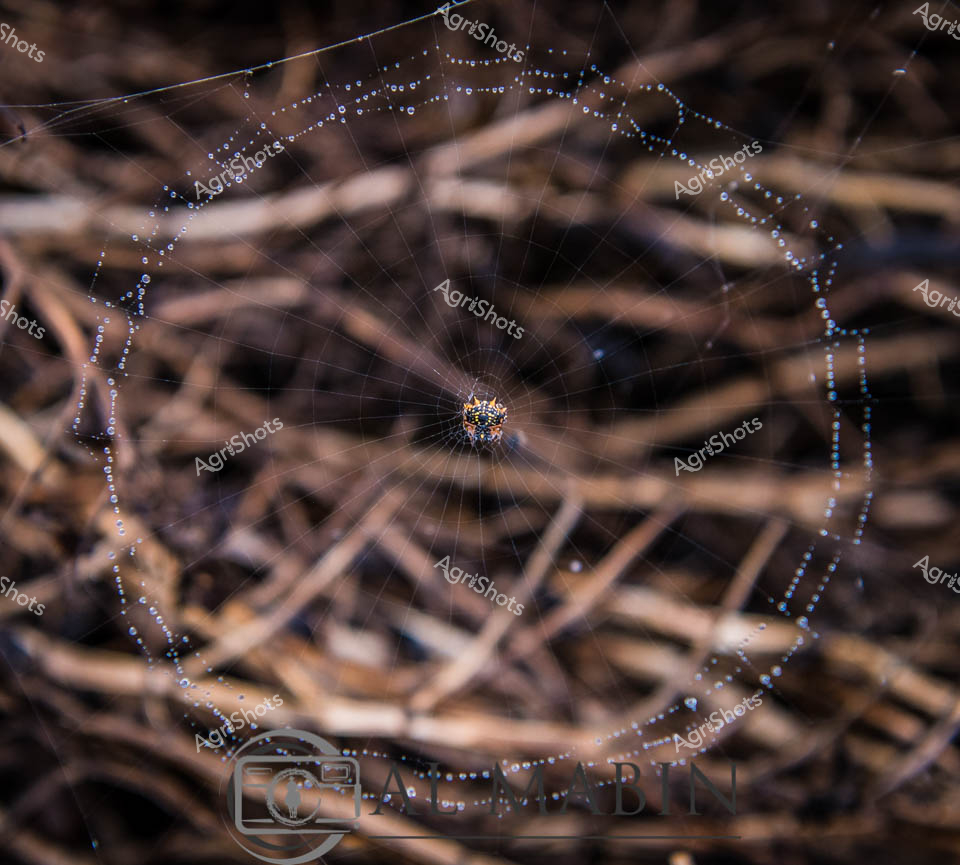 Suspended in the soft morning light of a Western Australian canola field, an intricate spider web glistens with delicate droplets of dew. The web's radial threads stretch elegantly across a backdrop of weathered, dry crop stubble, revealing the remarkable engineering of its arachnid architect. Tiny blue-white water beads trace each gossamer strand, transforming the fragile structure into a luminescent network that catches the early dawn's subtle illumination. At the web's precise center, a small spider sits vigilantly, its complex geometrical home a testament to the microscopic precision of nature's design in the agricultural landscape. The blurred brown tones of the surrounding crop residue provide a rich, textured contrast to the spider's delicate, jewel-like creation, capturing a moment of quiet anticipation in the vast agricultural expanses of Western Australia. This image celebrates the hidden intricacies and subtle beauty that exist within the broader agricultural ecosystem, where even the smallest creatures play a role in the complex tapestry of farm life.