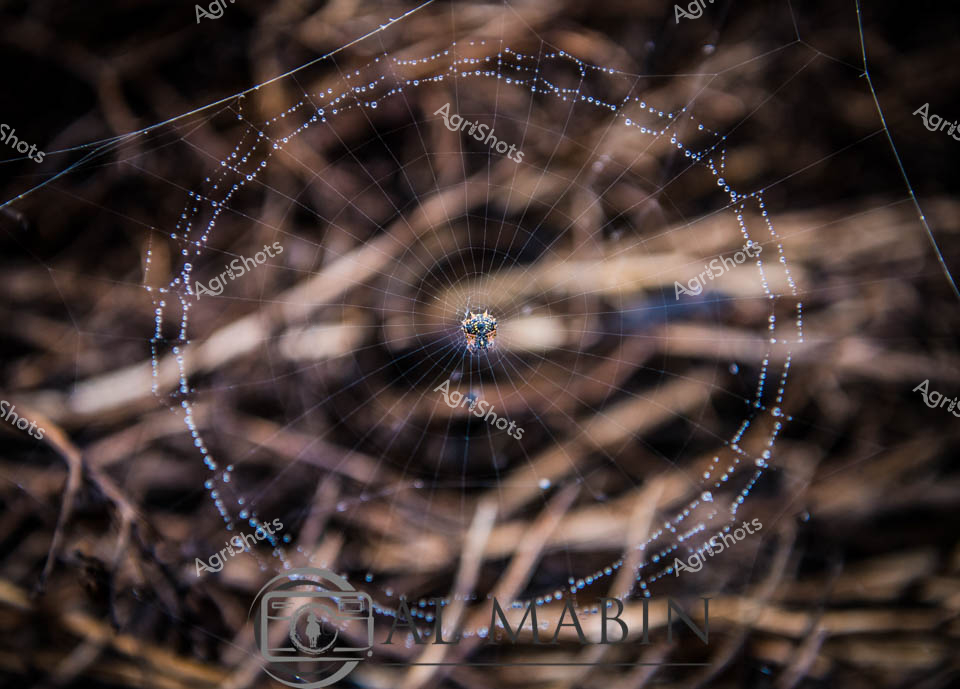 Suspended in the soft morning light, an intricate spider web glistens with delicate dew droplets, transforming an ordinary agricultural landscape into a mesmerizing natural tapestry. The web, centered with a small spider at its core, radiates with precision and symmetry against a blurred background of dry grass and agricultural debris. Each gossamer strand is adorned with tiny blue-tinted water beads, creating a jewel-like network that captures the ephemeral beauty of dawn in a West Australian rural setting. The web's circular design speaks to the delicate ecosystems that thrive alongside agricultural landscapes, a subtle reminder of the interconnected life that exists between cultivated fields and wild spaces. Soft, muted browns and hints of blurred vegetation create a depth that draws the eye to the web's intricate centerpiece, highlighting nature's remarkable architectural precision. This image captures a moment of quiet brilliance, where the humble spider's craftsmanship becomes a metaphor for the meticulous care and intricate systems that define agricultural life.