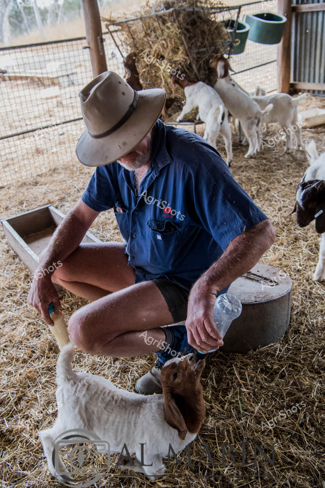 With practiced care, he bottle-feeds a young white goat, demonstrating the nurturing relationship between farmer and livestock. Soft morning light filters through wire mesh fencing, illuminating the intimate pastoral scene where multiple white goats move quietly in the background. The farmer's sun-weathered skin and focused posture reveal decades of agricultural expertise, his cross-legged position comfortable and efficient in the hay-strewn pen. Corrugated metal and wooden structures frame the enclosure, creating a quintessential Australian farm environment that speaks to generations of rural animal husbandry. This moment captures the essence of small-scale livestock farming - patient, hands-on care that transforms raw agricultural labor into sustainable animal management.