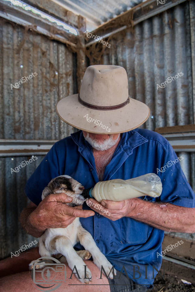 Weathered hands tenderly cradle a young kid goat in a rustic corrugated iron shed, the essence of rural care captured in a single moment. An experienced farmer in a well-worn blue work shirt and a classic wide-brimmed pastoral hat feeds the delicate white and brown kid with a large bottle of milk. The rough-textured metal walls tell stories of generations of agricultural life, creating a intimate backdrop for this nurturing scene. Sunlight filters through gaps in the shed, highlighting the farmer's sun-weathered hands and the soft fur of the young goat, symbolizing the ongoing cycle of farm life and animal husbandry. The careful, gentle approach speaks to the deep connection between farmers and the livestock, a hallmark of Australian agricultural practice. This image embodies the quiet, compassionate moments that define rural life - the patient feeding, the silent communication between human and animal, and the ongoing care that sustains farm ecosystems.