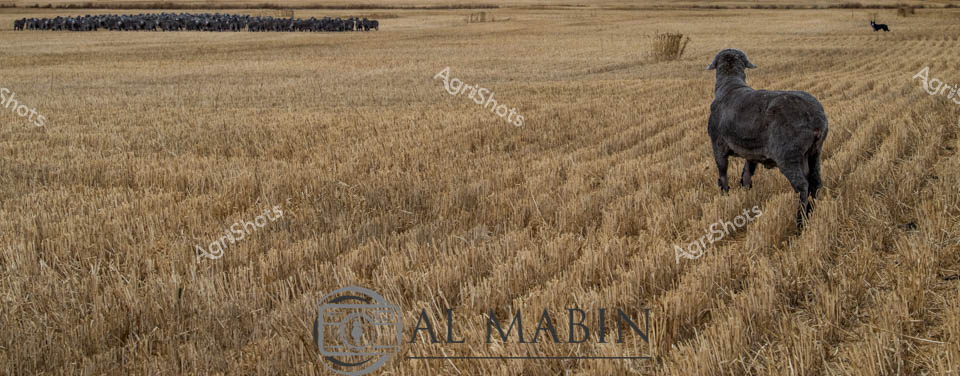 Windswept stubble fields stretch across the West Australian wheat belt, where a powerful merino sheep dog stands sentinel amid the golden harvest landscape. In the distance, a compact mob of merino sheep cluster tightly, their dark forms creating a stark contrast against the pale, shorn wheat field. The working dog, muscular and alert, surveys the terrain with disciplined concentration, embodying generations of pastoral breeding and training essential to sheep mustering. Rows of harvested wheat stubble create linear textures across the panoramic scene, revealing the recent grain harvest and the interconnected rhythms of agricultural life. Soft afternoon light casts long shadows across the undulating paddock, highlighting the dog's silhouette and the expansive scale of this quintessential Western Australian agricultural setting. The image captures the silent communication and deep partnership between skilled working dogs and their agricultural landscape, a timeless narrative of rural productivity and pastoral expertise.