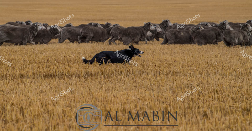 A black working dog crouches in golden wheat stubble while mustering a large flock of Merino sheep across a harvested paddock in Western Australia. The sheep cluster together in the background as the dog maintains its position during this mustering operation. The scene captures traditional livestock management practices in WA's agricultural regions, with the contrast between the dark-coated dog and the light-colored Merino flock highlighting the precision of pastoral work on stubble fields after harvest.