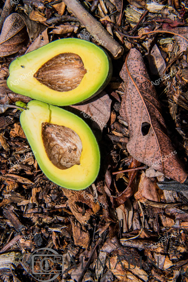 Queensland's fertile soils nurture a quintessential Australian horticultural treasure: the avocado. Two perfectly halved fruit rest against a rich tapestry of decomposing leaves and woody mulch, revealing the lustrous chartreuse and golden flesh surrounding their distinctive woody seeds. The cross-section showcases the premium quality of this sought-after produce, with a vibrant gradient from pale green outer skin to deep yellow inner flesh, highlighting the precise moment of ripeness critical to agricultural success. Organic textures surround the avocados - weathered brown leaves, bark fragments, and decomposing plant matter create a natural backdrop that speaks to the cyclical nature of agricultural production. This intimate close-up captures the raw beauty of Queensland's agricultural landscape, where careful cultivation meets the rugged organic environment. The image celebrates the agricultural prowess of the South West Region, where dedicated farmers transform challenging terrain into productive horticultural landscapes that feed both local and international markets.
