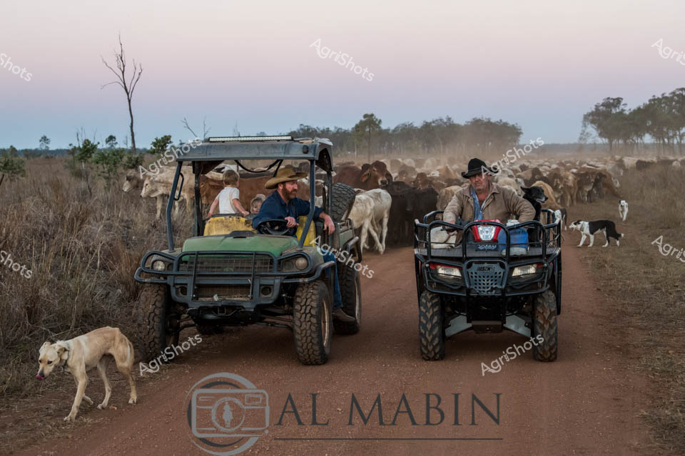 Dusty sunset light bathes a remote Queensland cattle muster, where two rugged agricultural workers guide a substantial herd across a dry, golden grassland. One operator drives a green John Deere utility vehicle, while another follows on an all-terrain quad bike, with working dogs weaving between the livestock. The cattle - a mix of lean beef breeds - raise a soft cloud of ochre dust that blends with the pastel twilight sky, creating a quintessential Australian rural landscape. Dressed in practical work attire of neutral tones, the stockmen demonstrate the seamless partnership between human, machine, and animal that defines modern cattle management. Sparse trees and windswept grasses frame the scene, highlighting the expansive nature of pastoral operations in this harsh yet beautiful environment. The image captures the timeless rhythm of mustering - a critical activity in Australia's beef production cycle, showcasing the skill, endurance, and quiet determination of rural workers managing livestock across vast agricultural territories.