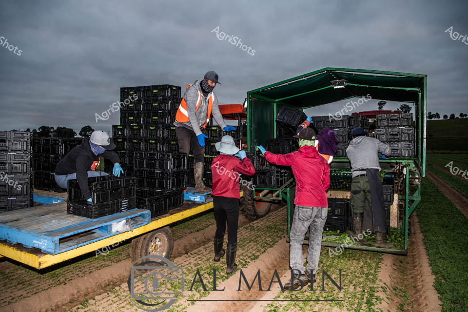 During spring harvest season in Victoria's East Gippsland region, farm workers process freshly harvested baby spinach using modern agricultural technology. A man wearing a high-visibility orange safety vest operates from a yellow trailer loaded with black crates, while other workers including a woman in a bright red jacket assist with loading the leafy green produce into a green processing unit. The efficient market garden operation demonstrates the scale and coordination required for commercial vegetable harvesting, with workers systematically handling crates of fresh spinach destined for processing and distribution across the horticulture supply chain.