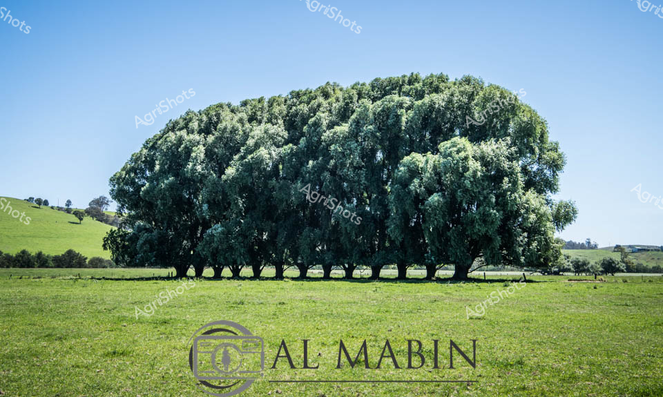 Majestic and meticulously planted, a row of mature trees creates a striking linear formation across a lush pasture in rural Victoria. The verdant green landscape stretches beneath a pristine azure sky, showcasing the careful agricultural landscape management typical of Australian farmland. These uniform trees, likely planted decades ago, stand as sentinels of pastoral precision, their dense canopies creating a unified green wall against the rolling green hills in the background. Each tree is perfectly spaced, revealing intentional cultivation and a disciplined approach to landscape design that speaks to generations of agricultural stewardship. The image represents more than just a pastoral scene - it embodies the thoughtful, strategic approach of Australian agricultural practitioners who view landscape as both functional ecosystem and aesthetic canvas.