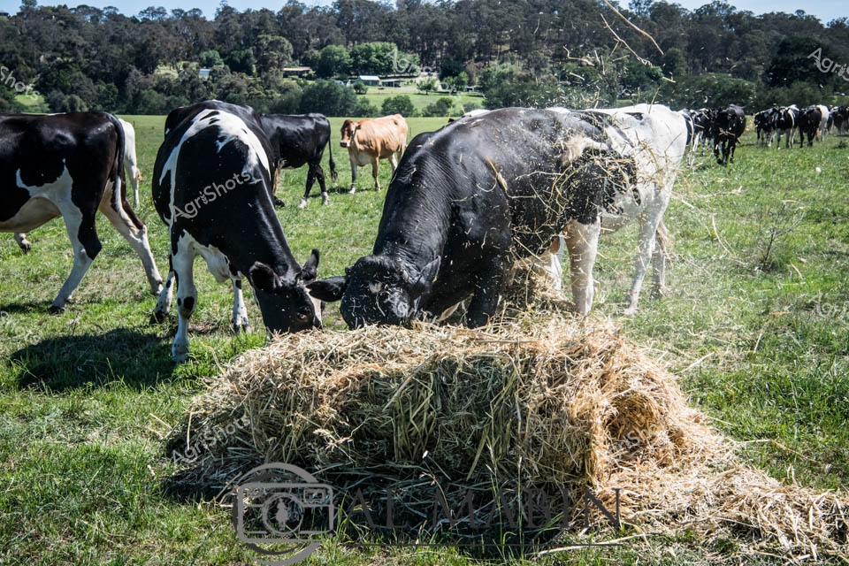 Holstein dairy cattle graze and feed on hay bales scattered across a lush green paddock in Victoria's Gippsland Region. The black and white dairy cows, including bulls, move freely through the vibrant green pasture under a clear blue sky. Bales of golden hay provide supplementary feed across the expansive green field, supporting the healthy dairy herd in this productive rural landscape.
