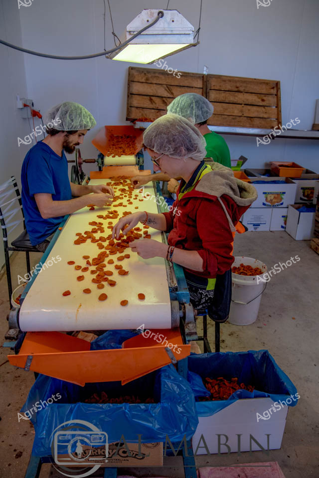 Workers in hairnets carefully sort fresh apricots on a processing line in a South Australian facility during harvest season. The conveyor system efficiently moves the golden fruit through the packing operation, with children observing the agricultural processing workflow. Overhead lighting illuminates the white processing surface where the vibrant orange apricots are methodically arranged before packaging. This scene captures the essential post-harvest handling that transforms orchard fruit into market-ready produce.