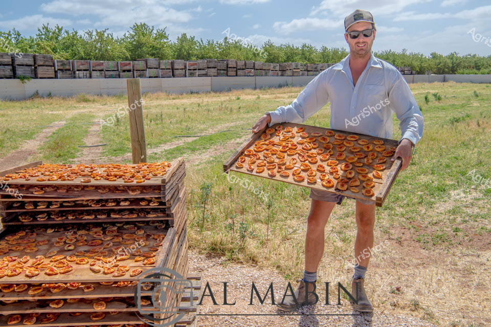 A man working as an agricultural processor displays a wooden tray filled with fresh apricot halves drying in the sun at a South Australian orchard. Multiple stacked trays contain hundreds of orange apricot pieces arranged for the drying process, with beehive boxes visible in the background among the fruit trees. The harvest processing operation captures the traditional method of preparing apricots for dried fruit production in the rural farming landscape.
