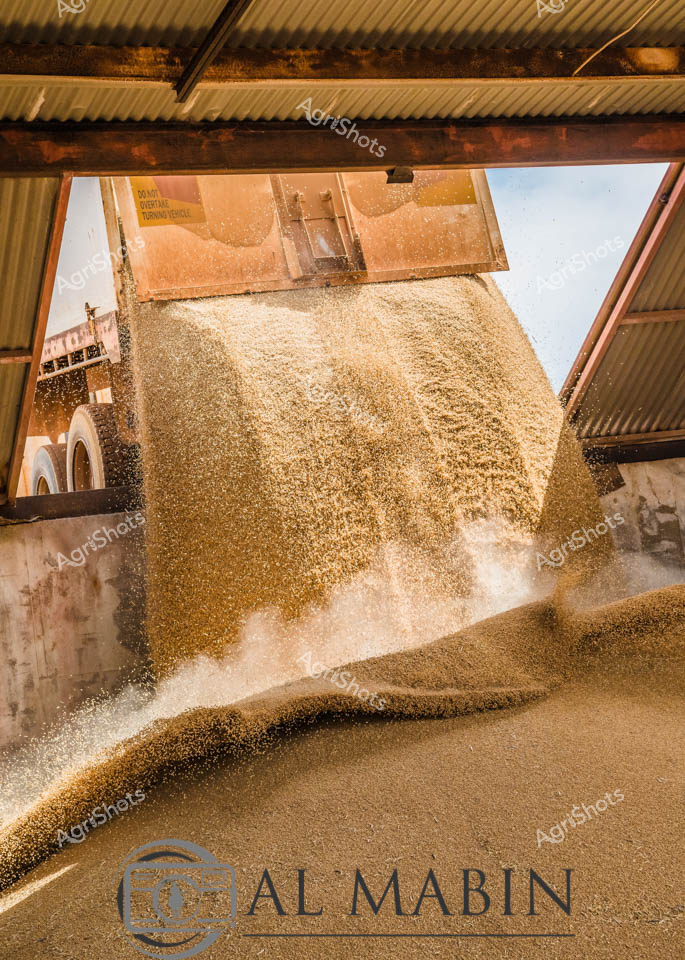 Golden wheat cascades in a mesmerizing torrent through an industrial agricultural processing space, capturing the raw energy of harvest season in Western Australia. The massive flow of golden-brown grain tumbles from an elevated chute, creating billowing clouds of fine dust and creating a dramatic textural landscape of agricultural productivity. Rustic corrugated iron walls frame the dynamic scene, with soft natural light filtering through and highlighting the granular movement of freshly harvested wheat. Layers of wheat accumulate in smooth, undulating piles, revealing the tactile richness of Australia's grain production infrastructure. This image encapsulates the powerful intersection of mechanical precision and natural abundance that defines modern agricultural practice in the expansive wheat-growing regions of Western Australia.