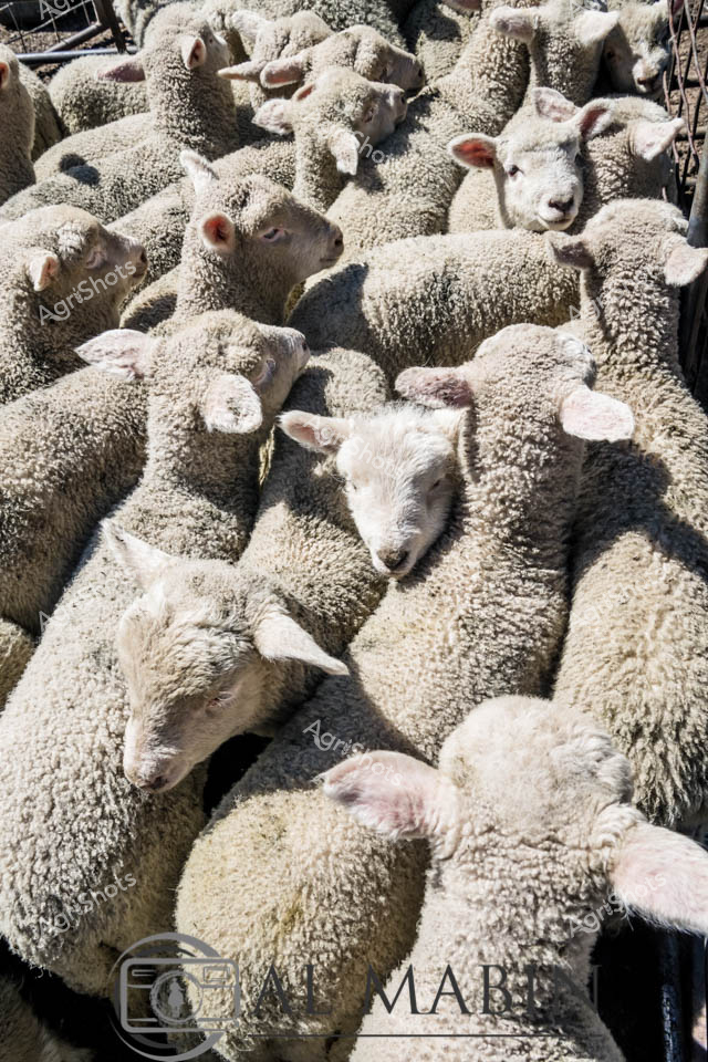 Merino lambs huddle tightly in a densely packed holding pen, their woolly fleeces creating a textural landscape of creamy whites and soft greys. The young sheep, mostly uniform in their dense, curled coats, press against one another in a compact mass, their pink ears and soft faces occasionally peeking through the sea of wool. Late morning sunlight casts sharp shadows, highlighting the intricate texture of their fleeces and creating a sense of warmth and density. A few lighter-colored lambs stand out from the crowd, their heads slightly raised, suggesting alertness and curiosity in this close agricultural setting. The image captures the essence of Tasmanian sheep farming - a precise, carefully managed process where every animal is a valuable part of the flock.