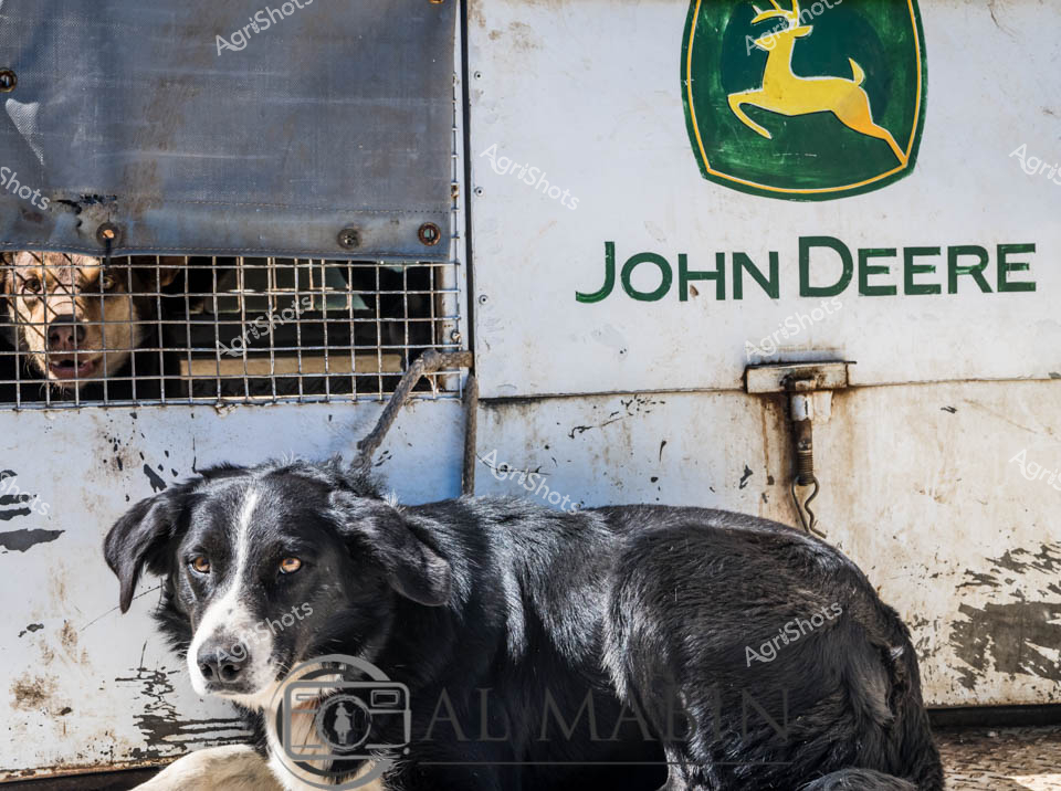 A stoic Border Collie rests against a weathered John Deere agricultural trailer, embodying the resilient spirit of rural Tasmania. The dog's black and white coat gleams with a subtle sheen, contrasting against the gritty metal surface marked with years of farm work. Another canine companion peers through the trailer's wire mesh, suggesting these are working dogs prepared for herding or farm duties. The iconic green and yellow John Deere logo stands out boldly, a symbol of agricultural reliability and tradition. Dirt and scuff marks on the trailer tell stories of long days in paddocks, of challenging terrain and constant labor. This image captures the unspoken partnership between working dogs, machinery, and the agricultural landscape - a testament to the hardworking ethos of Tasmanian farm life.