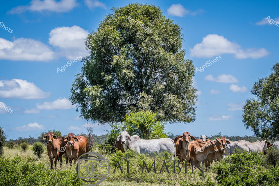 Brahman cattle cluster beneath a magnificent spreading tree, its dense green canopy casting dappled shade across the golden grasslands of a Queensland cattle station. Rich chestnut-red and silvery-white cattle huddle together, their distinctive humped shoulders and loose skin revealing their prized Brahman breed characteristics perfectly adapted to harsh Australian pastoral conditions. The brilliant blue sky punctuated with fluffy white clouds suggests a classic dry season day, where livestock seek refuge from the intense subtropical heat. Scrubby native vegetation surrounds the herd, highlighting the rugged resilience of both the animals and the landscape. These robust cattle represent the backbone of Australia's extensive beef production system, thriving in challenging environments where lesser breeds would struggle. The scene captures the timeless relationship between land, livestock, and the skilled station workers who manage these remarkable pastoral enterprises.