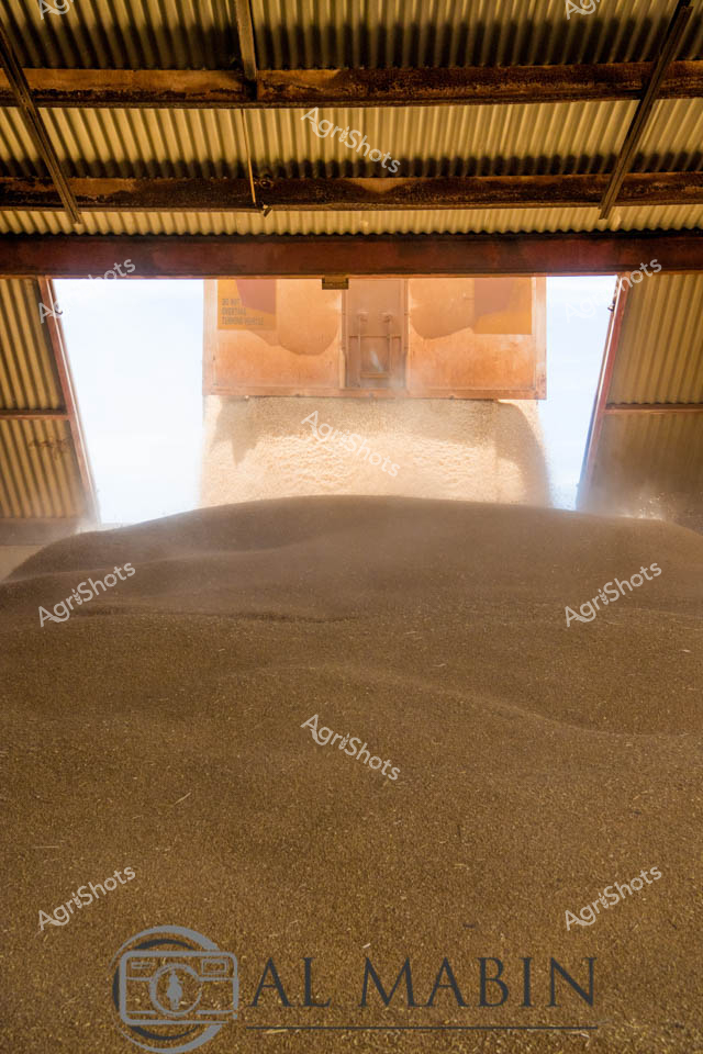 Dusty golden chaff billows through the corrugated iron shed as harvested wheat cascades from an unseen chute, forming a massive mounded pile of freshly processed grain. Soft amber light filters through the opening, illuminating the fine particulate matter suspended in the air, creating an atmospheric scene of agricultural productivity. The textured surface of the wheat kernels creates a rich, undulating landscape of golden-brown tones, capturing the culmination of months of careful cultivation. Overhead, the weathered steel roof structure speaks to generations of farming history, with rusted support beams framing the dramatic flow of grain. The scene pulses with the raw energy of agricultural work - a moment of transformation where the season's hard-won crop is collected, sorted, and prepared for its journey to market.
