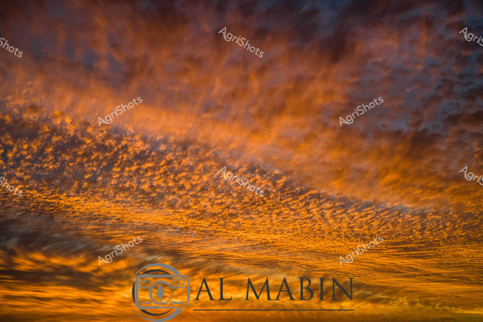 Blazing altocumulus clouds ignite the Western Australian sky in a breathtaking explosion of amber, gold, and deep russet tones. Intricate cloud formations stretch across the horizon like delicate brushstrokes, creating a mesmerizing textural landscape that captures the dramatic atmospheric conditions of the region. The dense, rippled cloud pattern suggests an approaching weather system, typical of the dynamic skies that characterize Western Australia's expansive rural environments. Intense orange and burnished copper hues reflect the last powerful moments of sunset, transforming the sky into a living canvas that speaks to the raw, elemental beauty of the Australian landscape. This image represents more than just a sunset - it's a powerful visual narrative of the endless, dramatic skies that form an integral backdrop to Australia's agricultural heartland.