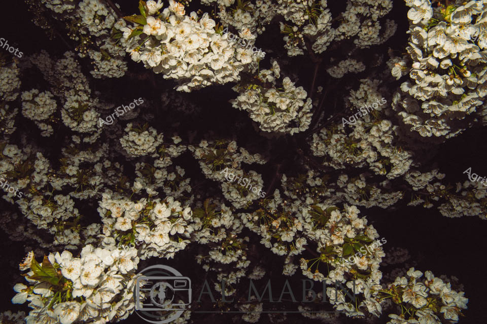Delicate clusters of white cherry blossoms burst against a deep, dark background, creating an ethereal nocturnal landscape of botanical beauty. Soft, clustered flower petals form intricate cloud-like formations, their pristine white and pale cream tones emerging from shadowy branches with luminous intensity. Each bloom appears meticulously arranged, capturing the ephemeral magic of springtime's most enchanting moment - a fleeting celestial display of natural renewal and gentle transformation. The dense floral clusters suggest a mature orchard or cultivated landscape, where generations of careful pruning and agricultural expertise have shaped these exquisite flowering trees. Subtle hints of green leaves peek through the blossoms, providing a gentle counterpoint to the dominant white palette and adding depth to the composition. The nighttime setting lends a mysterious, almost dreamlike quality to the scene, transforming these delicate spring blossoms into a mesmerizing agricultural tableau that celebrates the quiet beauty of seasonal agricultural cycles.