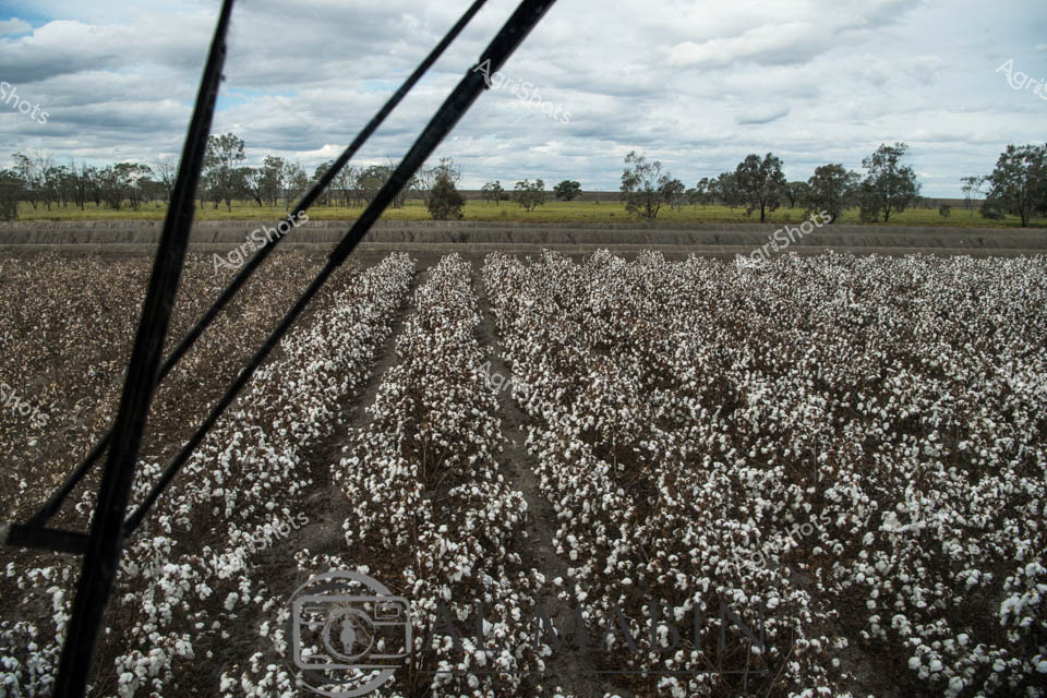 Cotton fields stretch across the landscape, a sea of white bolls rippling beneath an overcast Queensland sky. Neat rows of mature cotton plants create a textured blanket of pristine white against rich brown soil, with sparse gum trees and grasslands visible in the distant background. The image is framed through the windshield of an agricultural harvesting machine, likely a John Deere cotton picker, its support struts cutting diagonally across the foreground. The cloudy, subdued light emphasizes the stark contrast between the white cotton bolls and the dark earth, capturing the precise moment of harvest when the crop is fully mature and ready for collection. This quintessential Australian agricultural scene represents the precision and scale of modern cotton farming in Queensland, showcasing the careful cultivation and mechanical efficiency of contemporary rural production. The expansive field suggests the significant economic importance of cotton as a key agricultural commodity in the region.
