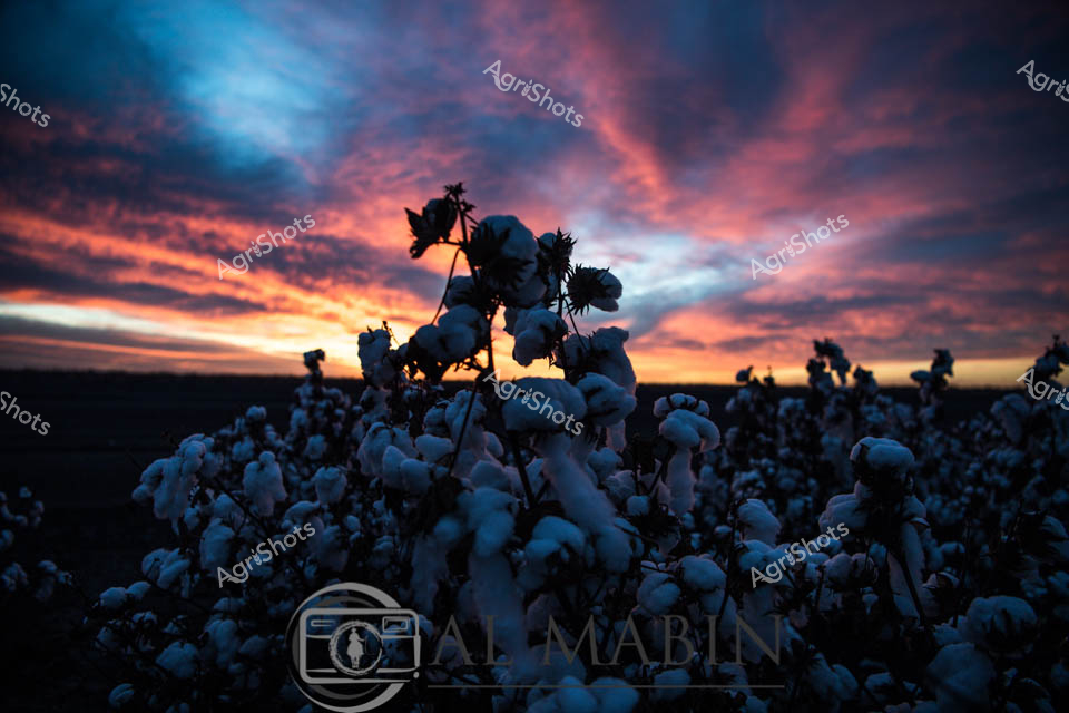 Luminous dawn ignites the vast cotton fields of Queensland, transforming the landscape into a dramatic canvas of amber and indigo. Pristine white cotton bolls burst from dark stems, their delicate fibers catching the first rays of sunlight and glowing like scattered pearls against the brooding sky. The silhouetted cotton plants stand in meticulous rows, testament to generations of agricultural expertise and careful cultivation. Spectacular cloud formations sweep across the horizon, bleeding crimson and deep azure, creating a breathtaking backdrop for the agricultural bounty below. This moment captures the essence of Australian cotton production - a delicate balance of natural beauty and human endeavour, where precision farming meets the raw, untamed energy of the landscape. The image speaks to the resilience of rural communities and the remarkable process of transforming fragile cotton bolls into a global textile commodity.