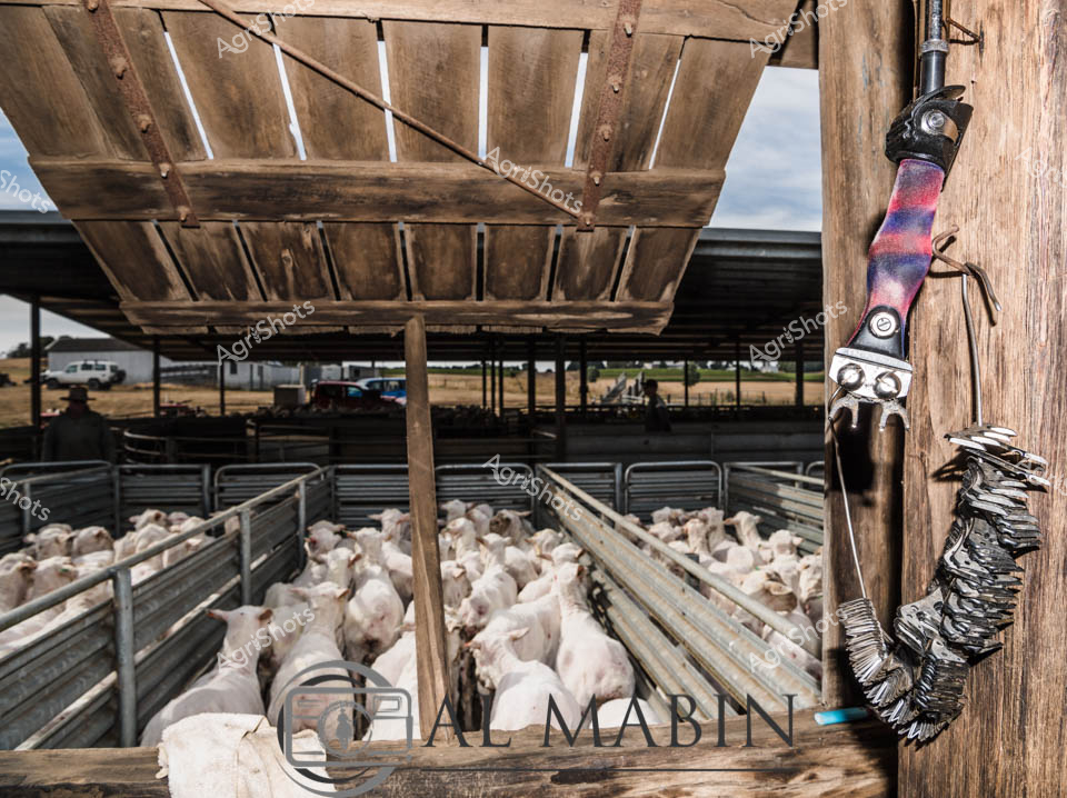 Merino lambs huddle tightly in metal holding pens beneath the weathered timber rafters of a classic Victorian woolshed, awaiting their annual shearing. Soft natural light filters through gaps in the aged wooden roof, casting striped shadows across the pale bodies of the young sheep. A well-used shearing handpiece hangs on the wooden post, its multicolored grip and worn metallic body telling stories of countless fleece harvests. The expansive shed suggests a substantial sheep operation, with multiple pens and infrastructure designed for efficient wool production. In the distant background, the rural landscape stretches out - a typical Australian pastoral scene of open paddocks and scattered farm infrastructure. The image captures the quiet moments before the intense work of shearing begins, embodying the timeless rhythm of Australian agricultural life and the critical role of wool in the nation's rural economy.