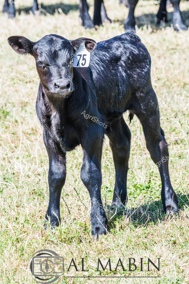 Young Angus Calf Standing Proud in Pasture

A robust black Angus calf stands alert in a sunlit grassland, displaying the breed's characteristic deep midnight-black coat and muscular frame. Numbered tag 75 marks the young animal, indicating careful livestock management and tracking within a professional cattle breeding operation. The calf's sleek, dense fur catches the light, revealing subtle variations in its dark coloration and highlighting the animal's healthy, well-developed physique. Scattered green vegetation and dry grass beneath its hooves suggests late summer or early autumn conditions in a typical Victorian pastoral landscape. The calf's stance is confident and slightly curious, with ears perked and a direct gaze that captures the resilient spirit of Australian beef cattle breeding.