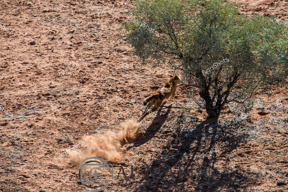 Wild dingo leaps across the arid desert landscape, kicking up a cloud of rusty red dust near a sparse, twisted olive-green scrub tree. The lean, muscular canine appears mid-bound, captured in a moment of dynamic motion against the sun-baked earth of central Australia. Harsh midday light casts a sharp shadow, highlighting the dingo's tawny fur and athletic silhouette against the unforgiving terrain. This powerful scene epitomizes the raw survival and untamed spirit of Australia's iconic wild dog, perfectly adapted to the challenging outback environment. The textured ground speaks to generations of pastoral history, where these intelligent predators have long interacted with livestock and wilderness. A testament to resilience, the image captures the primal energy of wildlife thriving in one of the world's most uncompromising landscapes.