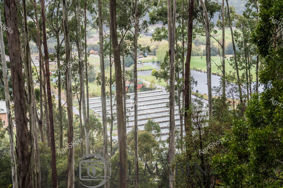 Framed by a dense eucalyptus forest, this tranquil Tasmanian landscape reveals a meticulously designed rural complex nestled among towering silver-grey gum trees. The foreground is a striking vertical composition of slender tree trunks, their bark weathered and textured, creating a natural screen that gradually reveals a serene architectural setting. A modern white-roofed structure sits harmoniously within the verdant landscape, its clean lines and geometric design contrasting beautifully with the organic woodland surroundings.

A small pond or water feature curves through the green pastoral grounds, adding a reflective element to the scene and suggesting careful environmental integration. The soft, diffused light suggests early morning or late afternoon, casting a gentle luminescence across the landscape that highlights the lush greens of the grassy areas and the varied bark textures of the surrounding forest.

This image captures the quintessential Tasmanian approach to rural design - a thoughtful balance between agricultural infrastructure and pristine natural environment, where human intervention is subtle and respectful of the landscape's inherent beauty. The composition invites contemplation of how modern agricultural and architectural practices can coexist harmoniously with indigenous forest ecosystems.