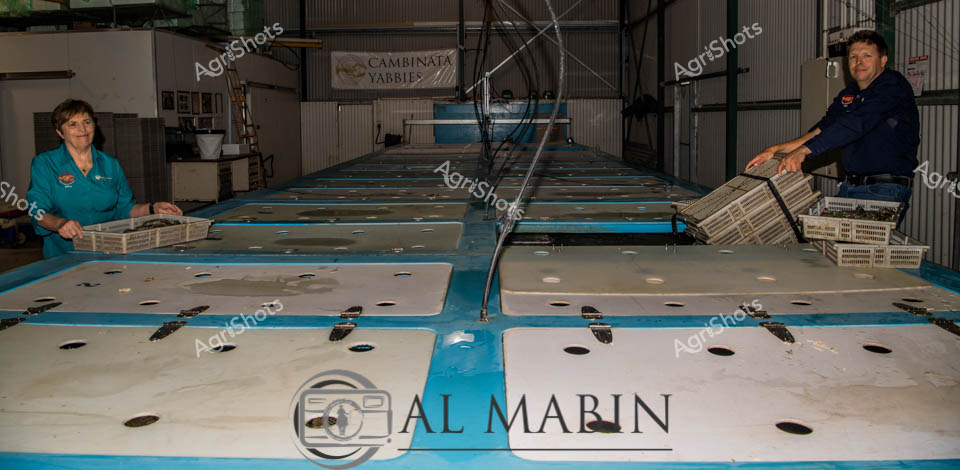 Precision and care define this aquaculture workspace at Cambinata Yabbies in Western Australia, where skilled workers carefully manage freshwater crustacean production. A woman in a teal blue shirt and a man in a dark navy uniform work methodically alongside a long, blue-bordered sorting table with multiple perforated platforms. White plastic crates hold recently harvested yabbies, the distinctive freshwater crayfish native to Australian waterways. Overhead, industrial lighting and corrugated metal walls create a clean, functional processing environment that speaks to the meticulous nature of sustainable seafood production. The "AL MARIN" branding visible on the sorting surface suggests specialized equipment designed specifically for aquaculture handling. The workers' focused expressions and coordinated movements highlight the technical skill required in this niche agricultural sector, capturing the intersection of traditional farming knowledge and modern production techniques.