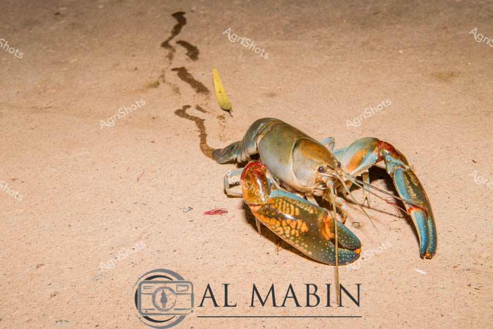 Blue-tinted yabby crayfish traverses sandy terrain, its vibrant orange-red claw contrasting against the pale desert landscape. The crustacean's metallic blue-green carapace gleams with iridescent highlights, casting intricate shadows on the fine-grained sandy surface. A delicate yellow object - perhaps a small seed or plant fragment - rests near its path, adding a subtle splash of color to the arid scene. The yabby's muscular form and extended claws suggest a deliberate, exploratory movement across the textured ground, leaving a sinuous trail that marks its journey. The photograph captures the raw, textural essence of Australia's inland waterway ecosystems, showcasing the resilient and fascinating wildlife that inhabits these challenging environments.