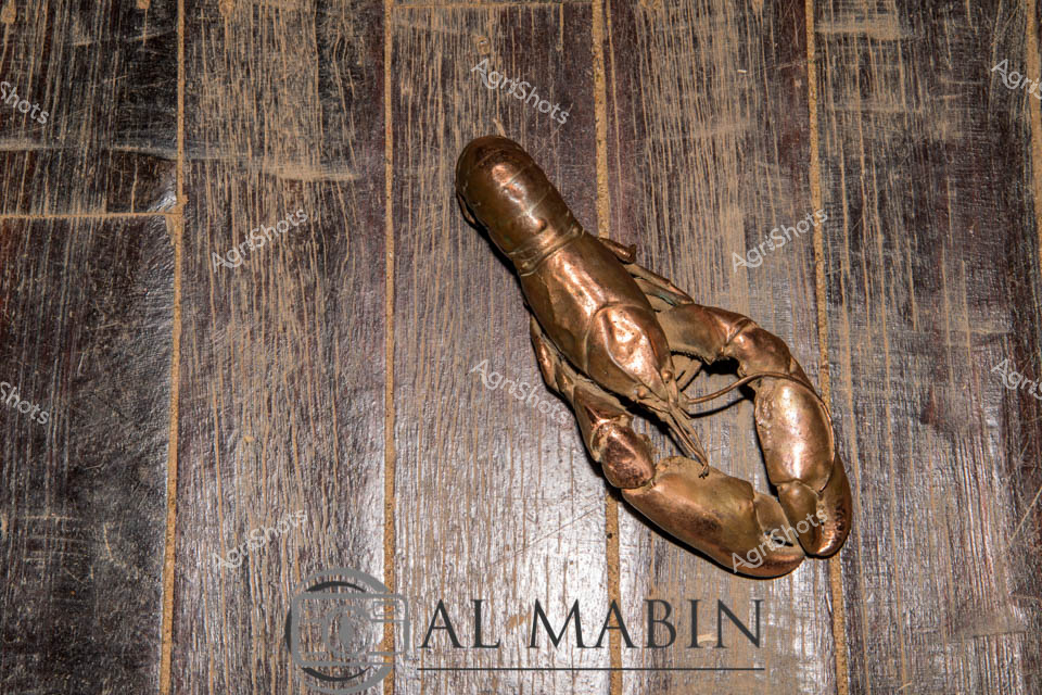 The yabby - a quintessential crustacean of Australian inland waterways - displays a rich copper-bronze patina, its exoskeleton curved and textured with the rugged character of a creature harvested from regional farm dams or natural wetlands. Subtle lighting accentuates the creature's articulated shell segments, highlighting the intricate morphology that makes these freshwater crayfish a valuable component of WA's diverse aquaculture ecosystem. The rustic wooden backdrop, with its deep grain lines and muted earth tones, evokes the rural landscape where these resilient creatures are cultivated, suggesting a connection between traditional farming practices and sustainable food production. This image captures the raw, unprocessed beauty of a yabby in its most elemental state - a testament to the rich biodiversity and agricultural innovation characteristic of Western Australian primary industries.