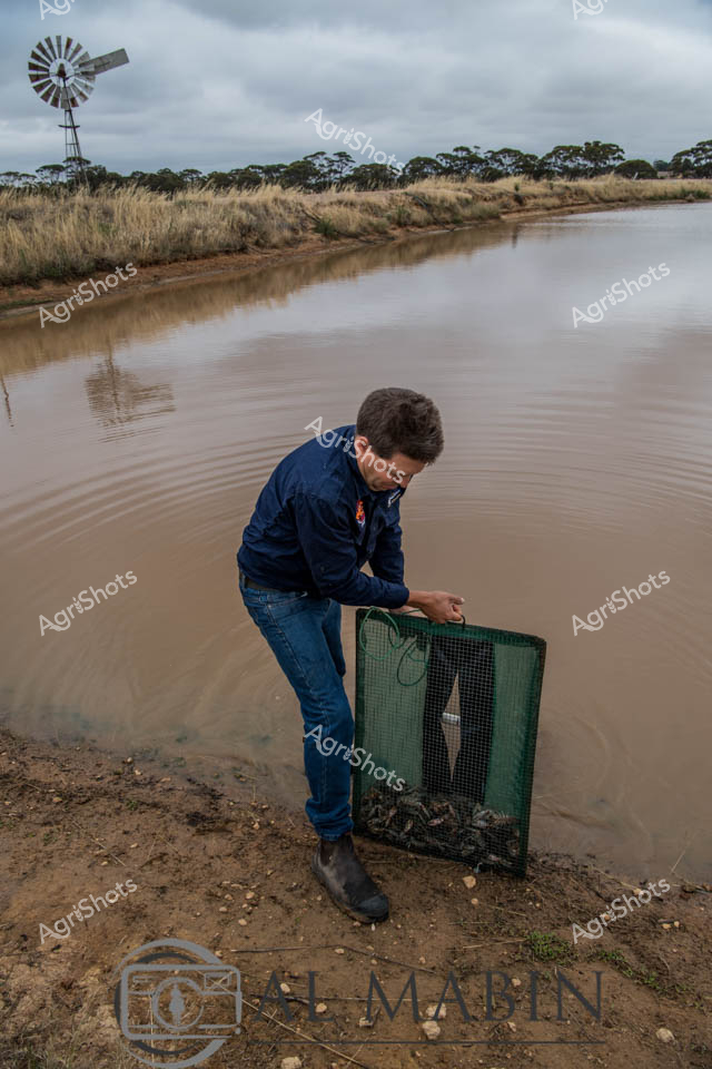 A man working in aquaculture carefully places a green mesh crate filled with yabbies at the edge of a muddy dam in Western Australia. The rural scene features golden grassland stretching toward eucalyptus trees under an overcast sky, with a traditional windmill visible in the distance. The murky brown water reflects the cloudy conditions as the aquaculture worker manages his freshwater crustacean harvest from the farm dam.