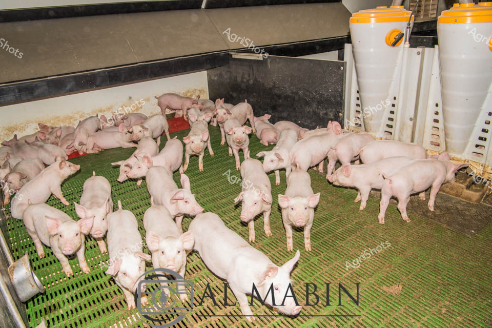 Young weaner pigs cluster across a green slatted flooring system in a modern, climate-controlled large-scale pig production facility. Pristine white piglets, recently separated from their mother, navigate the carefully designed nursery pen with its specialized feeding and watering infrastructure. Large white containers with yellow lids - likely automated feeding systems - stand sentinel along the pen's edge, representing cutting-edge agricultural technology in animal husbandry. The uniform green flooring allows efficient waste management and hygiene control, critical in maintaining pig health and productivity. These carefully bred piglets represent the next generation of livestock, their uniform pink skin and alert postures indicating robust genetic lines developed for efficient meat production. The sterile, structured environment reflects contemporary agricultural practices in Western Australia's sophisticated livestock sectors, where precision, technology, and animal welfare intersect to deliver high-quality protein production.