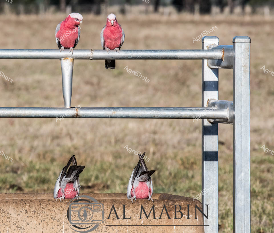 Four vibrant pink and grey Galahs perch on metal water trough railings in rural Victoria, displaying their distinctive rose-colored plumage and characteristic social behavior. Two birds sit upright on the top rail while two others lean down to access the water below, their black beaks and alert postures capturing a moment of natural farming life. The galvanized steel water infrastructure provides essential hydration for both wildlife and livestock across the Australian agricultural landscape. This charming scene showcases how native Australian birds integrate seamlessly with farm operations, taking advantage of reliable water sources in pastoral settings.