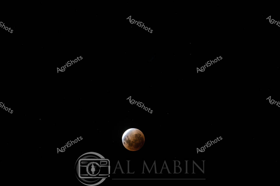 A stunning lunar eclipse displays the moon in rich copper and orange hues against the deep black night sky over Tasmania. The celestial event showcases the moon's dramatic color transformation during totality, creating a mesmerizing astronomical spectacle. The eclipse's warm tones stand out brilliantly against the darkness, capturing this rare natural phenomenon in Tasmania's clear winter sky.