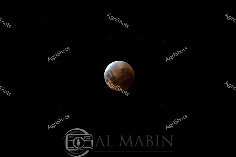 Blood Moon Rising over Rural Tasmania

Suspended against the infinite darkness, a luminous blood moon glows with burnished copper and deep amber tones, casting an ethereal astronomical spectacle across the nocturnal Tasmanian landscape. The lunar eclipse transforms the moon into a celestial orb of extraordinary visual complexity, with shadowed craters and textured surfaces revealing intricate geological details against the velvet black background. Subtle stellar pinpoints flicker delicately around the moon's periphery, enhancing the profound sense of cosmic isolation and magnificent astronomical precision. This extraordinary celestial moment captures the raw, elemental beauty of the night sky, representing the profound connection between agricultural rhythms and astronomical cycles that have guided rural communities for generations. The image, captured with remarkable technical skill, transforms a lunar event into a powerful meditation on the vast, silent spaces that surround human experience. The photographic signature anchors the composition, subtly indicating the professional precision behind this stunning astronomical documentation.