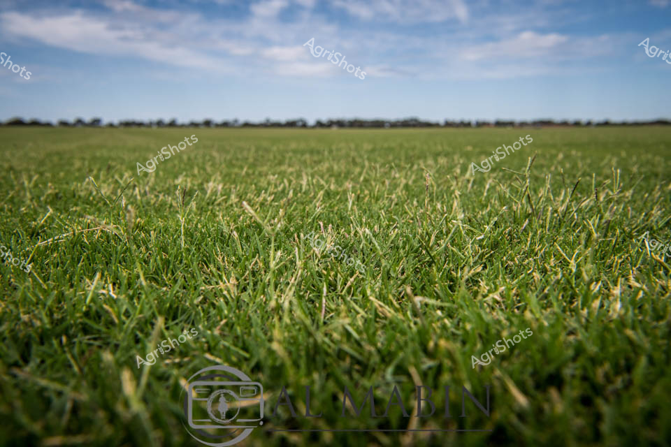 Verdant pasture stretches to the horizon under a soft, wispy blue sky, revealing a lush expanse of meticulously cultivated grass. The vibrant green turf displays a dense, even texture with subtle variations in blade color and orientation, suggesting expert agricultural management and careful maintenance. Distant tree lines mark the boundary between this pristine grassland and the expansive South Australian landscape, hinting at the precision and skill required in turf cultivation. The close-up perspective highlights the intricate details of each grass blade, showcasing the rich emerald and olive tones that speak to optimal growing conditions and careful irrigation. This serene pastoral scene embodies the agricultural excellence of Australian turf production - a testament to the careful science and artistry behind creating perfect, uniform grasslands for landscaping, sports fields, and agricultural purposes. The image captures the quiet beauty of agricultural expertise, where every blade represents a carefully nurtured element of Australia's agricultural landscape.