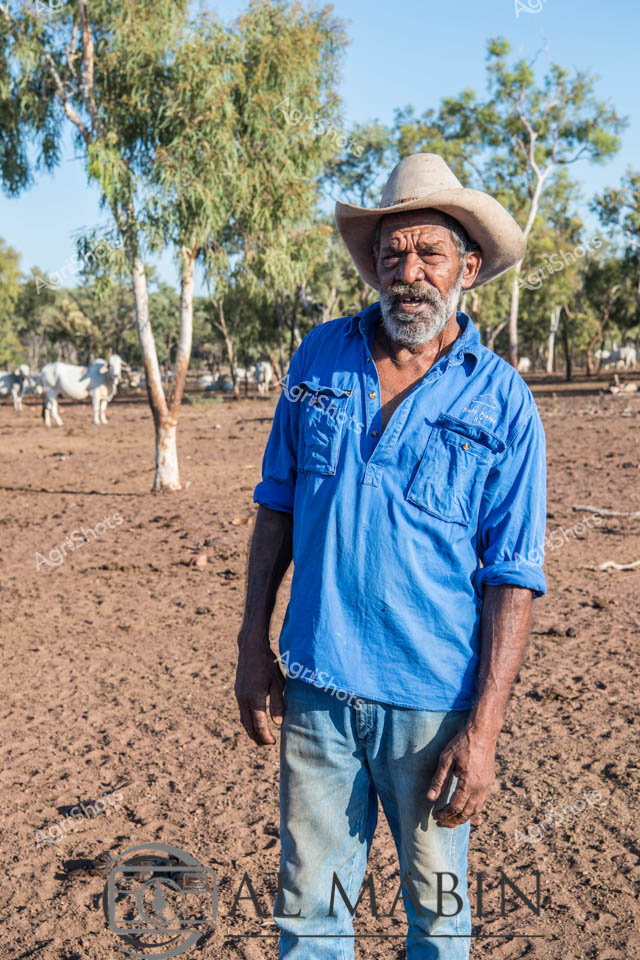 Weathered by decades of outback life, a seasoned station hand stands amid the dusty cattle yards of a Northern Territory cattle station. Wearing a faded blue work shirt and light denim trousers, he carries the quiet dignity of a lifelong cattleman, his creased face and sun-bleached akubra telling stories of countless seasons. Gnarled hands and sun-darkened skin speak to a lifetime of hard work under the unforgiving Top End sun. Behind him, white Brahman cattle - prized for their heat and pest resistance - dot the dry paddock, their distinctive humped silhouettes blending with the sparse gum trees and red earth landscape. The scene captures the essence of Australia's cattle industry - resilience, tradition, and an unbreakable connection to the land. Bleached white eucalyptus trees punctuate the background, their skeletal branches a testament to the harsh yet beautiful environment of central Australia's cattle country.