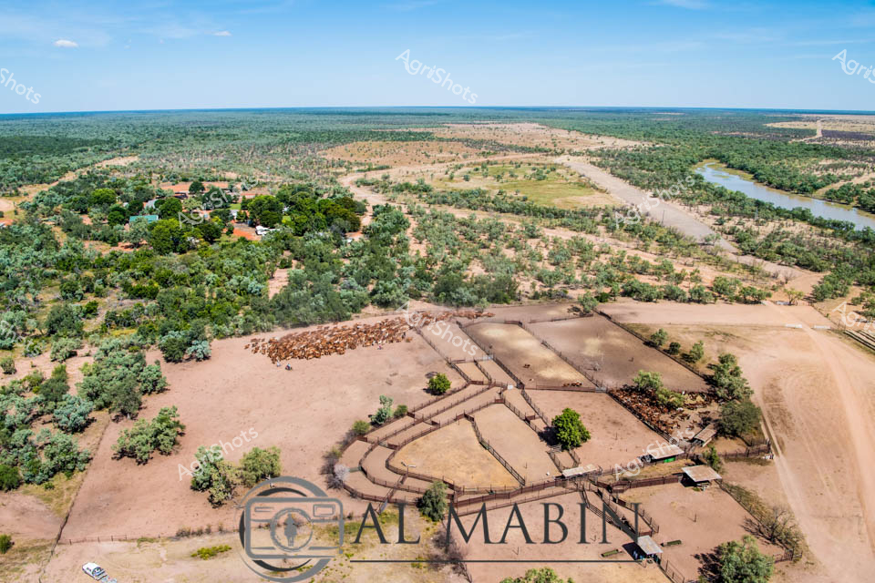 Vast northern Australian cattle station stretches across a sunbaked landscape, revealing intricate cattle yards designed for efficient livestock management. Precision-engineered wooden holding pens form a complex geometric pattern, strategically positioned near a meandering river and surrounded by sparse eucalyptus woodland. A substantial herd of rust-colored beef cattle clusters in the yard's holding areas, their muscular bodies testament to the robust cattle breeding traditions of the region. The aerial perspective captures the expansive pastoral terrain - a patchwork of dusty ochre ground, intermittent green vegetation, and the soft blue horizon characteristic of Australia's tropical savanna. Rustic infrastructure clusters near the yards, including sheds and homestead buildings nestled among trees, representing generations of agricultural investment and rural resilience.