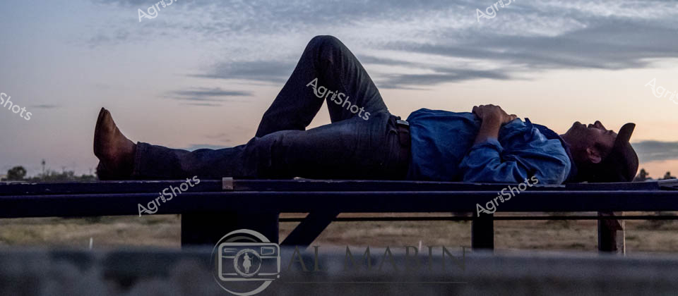 A farm worker lies relaxed on a wooden bench during sunset at a Northern Territory cattle station, taking a well-deserved break after a long day working with Brahman cattle in the dusty yards. The golden evening light illuminates the expansive pastoral landscape, while road trains and trucks sit parked in the distance, ready for tomorrow's livestock transport operations. The peaceful moment captures the quiet rhythm of station life, where hard work among the cattle yards gives way to tranquil evenings under the vast outback sky.