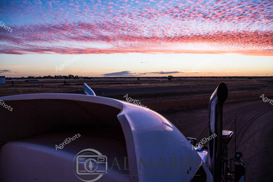 Molten pink and lavender clouds cascade across the vast Northern Territory horizon, illuminating a quintessential cattle station sunset. A gleaming Kenworth road train dominates the foreground, its pristine white cabin reflecting the ethereal twilight hues against the dusty, expansive pastoral landscape. The vehicle stands poised at the cattle yards, a silent sentinel of Australia's robust agricultural infrastructure, representing the critical transport lifeline connecting remote cattle stations to markets across the continent.

Silhouetted trees punctuate the distant horizon, their sparse forms emphasizing the immense scale of the surrounding grasslands. The sky blazes with a spectacular altocumulus display, creating a breathtaking backdrop of interconnected pink and blue cloudlets that speak to the raw, untamed beauty of the NT's agricultural heartland. This image captures the precise moment when daylight surrenders to evening - a transitional space that symbolizes the ceaseless rhythm of station life, where machinery, landscape, and livestock exist in delicate harmony.

The road train's vertical exhaust stack rises like a marker of human endeavor, pointing towards the magnificent celestial canvas, embodying the resilience and technical sophistication of contemporary Australian beef production.