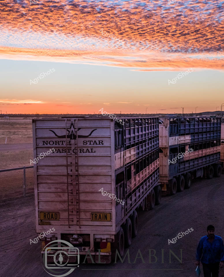 North Star Pastoral's road train stands sentinel against a breathtaking Top End sunset, its multi-tiered livestock trailer casting long shadows across the arid landscape. The expansive sky blazes in extraordinary textural patterns of burnt orange and soft blue, creating a dramatic backdrop for this essential piece of agricultural infrastructure. Branded with "ROAD TRAIN" emblazoned on its side, the robust North Star Pastoral trailer represents the critical transportation backbone of Australia's cattle industry, designed to transport significant numbers of livestock across vast pastoral distances. The intricate multi-level trailer, constructed with sturdy metal grating, speaks to the engineering precision required to move cattle safely through challenging terrain. The scene captures the raw beauty of the Northern Territory - a harsh, expansive environment where agricultural operations demand specialized equipment and extraordinary resilience. A solitary figure stands nearby, subtly emphasizing the human element in this complex agricultural ecosystem, highlighting the scale and demanding nature of pastoral operations in remote Australian landscapes.