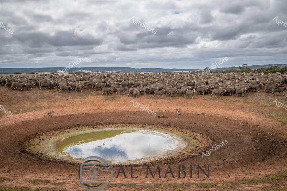A massive flock of Merino sheep gathers around a small water dam in drought-affected pastoral land on Kangaroo Island, South Australia. The parched red-brown earth and nearly empty dam reflect the challenging drought conditions affecting livestock grazing operations. Hundreds of sheep cluster densely together near the precious water source, highlighting the critical importance of water access during extended dry periods in this rural landscape.