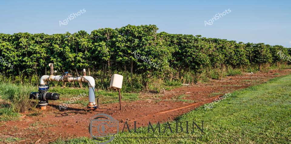 Irrigation infrastructure nestles against a lush coffee plantation, revealing the precision of modern agricultural management in tropical Queensland. White PVC pipes and valves emerge from the rich, red-brown soil, marking a carefully planned water distribution system alongside neatly arranged coffee trees. The verdant plantation stretches across the background, displaying healthy, densely planted trees with vibrant green foliage under a clear, azure sky. A meticulously maintained pathway separates the irrigation area from the grassy verge, highlighting the deliberate and organized approach to crop cultivation. The scene captures the intersection of advanced agricultural technology and natural growth, showcasing the sophisticated methods used in Australian coffee production. The crisp, clean lines of the irrigation equipment contrast beautifully with the organic, undulating landscape, embodying the harmony between human intervention and natural agricultural ecosystems.