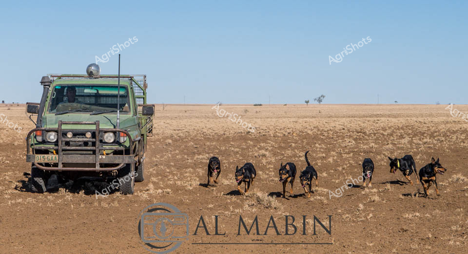 Working cattle dogs fan out across a parched pastoral landscape, their muscular forms aligned with a camouflage green utility vehicle against an expansive golden-brown drought-affected paddock. Six lean, alert working dogs move with disciplined precision, their dark coats contrasting against the sun-bleached earth of what appears to be a remote Queensland cattle station. The robust four-wheel drive vehicle, equipped with a protective bullbar and satellite communication equipment, stands as a testament to the resilient infrastructure supporting agricultural operations in harsh Australian rural environments.

The cloudless cerulean sky stretches endlessly, emphasizing the stark, open terrain that defines this agricultural setting. These highly trained canines demonstrate the critical role of working dogs in mustering livestock across vast properties, their athletic postures suggesting readiness and collective purpose.

Every element speaks to the uncompromising spirit of Australian pastoral life - lean dogs, rugged vehicle, and an environment that demands constant adaptation and skill.