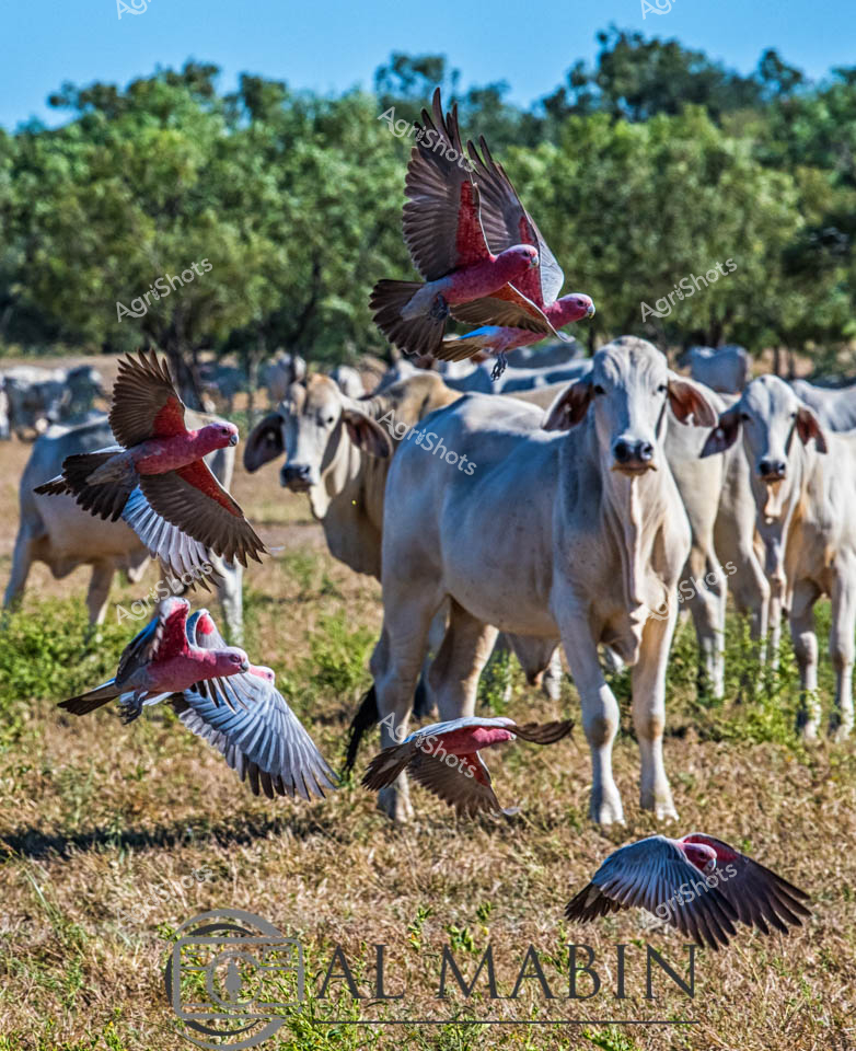Galahs burst into vibrant flight across a classic Northern Territory cattle station, their rose-pink and slate-gray plumage electrifying the tranquil pastoral landscape. A herd of pale Brahman cattle, renowned for their distinctive humped shoulders and heat-resistant characteristics, stand stoically in the dry grasslands, their silvery-white coats gleaming under the intense Australian sun. The birds wheel and dive with extraordinary dynamism, their wingspans outstretched against a backdrop of sparse eucalyptus trees and blue sky, creating a kinetic contrast with the calm, muscular cattle. These iconic Australian landscapes reveal the delicate symbiosis between wildlife and agricultural environments, where resilient livestock and native birds coexist in the challenging conditions of the tropical north. The scene captures the raw beauty of pastoral Australia - a testament to the adaptability of both animal and environment in one of the world's most demanding agricultural terrains. Dust-tinged grasses and the scattered herd speak to the vast, uncompromising nature of station life in the Northern Territory.
