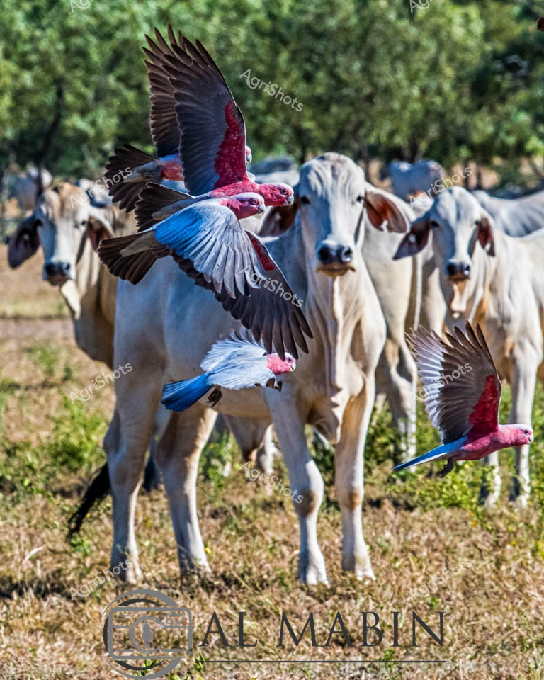 Galahs take flight among a serene herd of Brahman cattle, capturing the vibrant ecosystem of a Northern Territory cattle station. The pure white bovines stand in sharp contrast against the dry golden grassland, their muscular frames and distinctive humps showcasing the resilience of this iconic Australian beef breed. Brilliant pink and grey galahs wheel through the air, their wings outstretched in dynamic motion, creating a stunning aerial display above the calm cattle. Native trees frame the background, providing a lush green backdrop that speaks to the rich biodiversity of the station landscape. The scene epitomizes the symbiotic relationship between wildlife and agricultural landscapes, where cattle grazing and native bird populations coexist in a delicate balance. This moment freezes the quintessential Australian pastoral scene - a testament to the rugged beauty of northern Australian agriculture, where wildlife and livestock share the same expansive, sun-drenched terrain.
