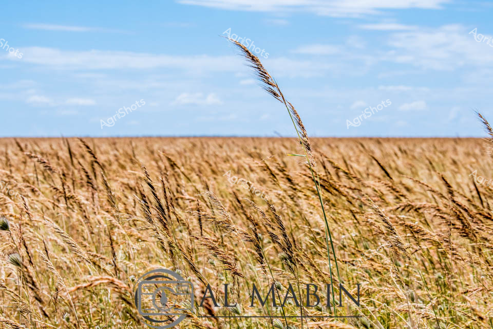 Golden wheat stalks sway under an expansive azure sky, capturing the essence of the Northern Territory's vast agricultural landscapes. Delicate seed heads bend and ripple in a gentle breeze, their warm amber and bronze tones creating a sea of undulating grain stretching to the distant horizon. The grassland appears dense and mature, likely a hay or grain crop representing the rugged pastoral production of central Australia. Wispy clouds drift overhead, suggesting a calm, dry season typical of the region's agricultural zones. The image embodies the quiet resilience of outback farming - a testament to the careful cultivation of marginal lands where every blade and seed represents significant agricultural effort. The foreground grasses stand tall and proud, with individual stems highlighted against the soft blue backdrop, revealing the intricate textures and subtle color variations of this quintessential Territory landscape.
