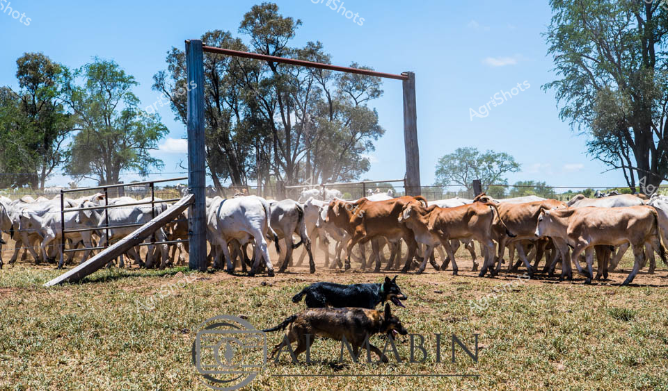 Brahman cattle crowd the dusty yards of a Queensland cattle station, their distinctive white and reddish-brown hides glistening under the midday sun. A pair of working dogs moves with purpose near the metal gates and loading chute, ready to assist in the cattle muster. Mature cows and younger calves huddle together, kicking up fine dirt and creating a haze around their muscular bodies. Gnarled eucalyptus trees frame the scene, providing sparse shade in the unforgiving rural landscape. The metal cattle yard infrastructure - robust steel gates and fencing - speaks to the resilience required in northern Australian cattle farming. This image captures the raw energy of station life, where skilled workers and loyal working dogs manage large herds across vast, challenging terrain, embodying the spirit of Australia's agricultural heartland.