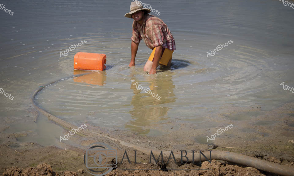 A farm worker kneels in shallow water at a rural dam, carefully operating water pumping equipment during what appears to be a droving operation along a stock route. The worker, wearing a wide-brimmed hat and plaid shirt, manages an orange flotation device and hose system while positioned in the muddy water. This scene captures the essential water management activities required when moving livestock across remote Australian properties, where access to reliable water sources is critical for successful cattle or sheep droving operations.