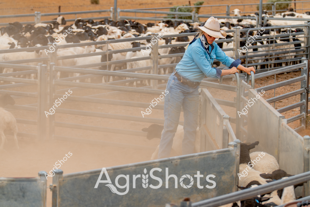 A woman stockman works diligently in a dusty livestock yard, managing a large herd of sheep enclosed in metal panel yards. Wearing a light blue long-sleeved shirt, faded blue jeans, and a wide-brimmed cream-colored hat, she leans over the metal gate, carefully monitoring the flock. Multiple sheep - a mix of white and dark-colored animals - are crowded into the connected yard sections, creating a dense cluster of woolly bodies against the dry, sandy ground.

The environment suggests an arid region, likely in the Australian outback or a dry pastoral area, with harsh sunlight casting sharp shadows and creating a hazy, dust-filled atmosphere around the livestock handling area. Metal livestock yards with sturdy vertical panels provide structured containment, demonstrating professional stock management techniques typical of Australian sheep farming operations.

The scene captures the precise, methodical work of livestock management, with the stockman positioned centrally in the frame, demonstrating the critical role of skilled workers in managing large sheep herds in challenging agricultural environments.